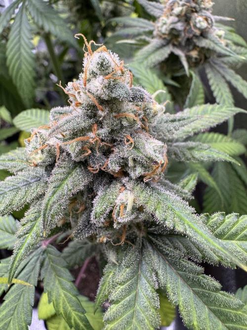 Auto Opium - Divine Seeds. Week 12