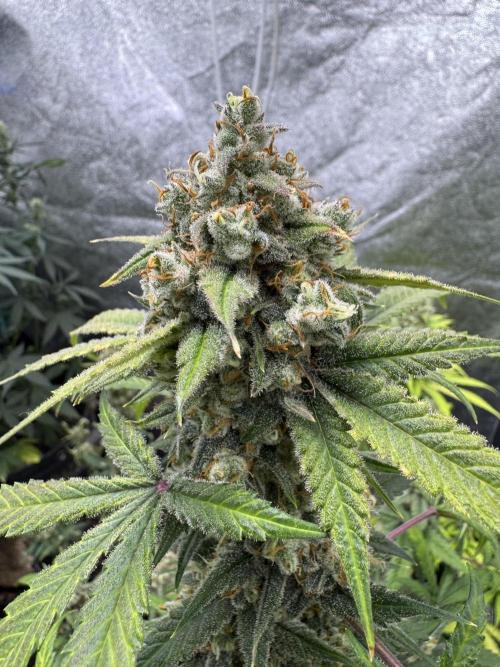 Auto Opium - Divine Seeds. Week 12