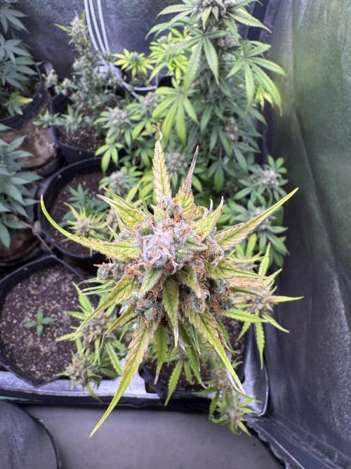 AUTO FRACTAL - Divine Seeds. Week 13