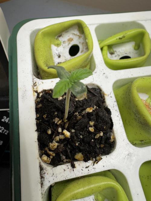 Sour Apple X Strawberry Gorilla Auto. Week 0