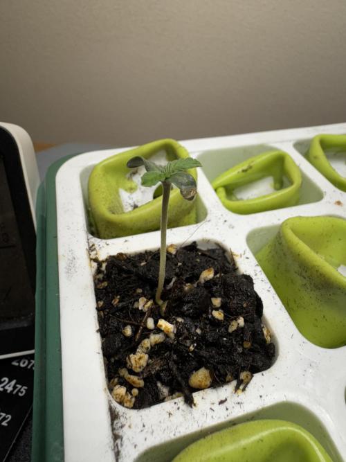 Sour Apple X Strawberry Gorilla Auto. Week 0