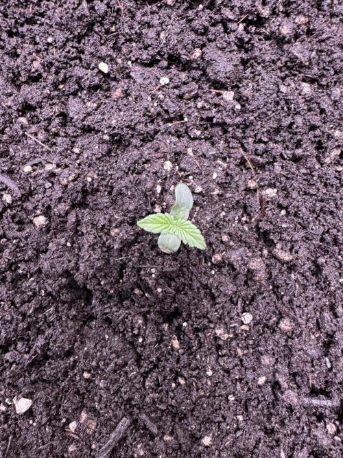 Sour Apple X Strawberry Gorilla Auto. Week 1