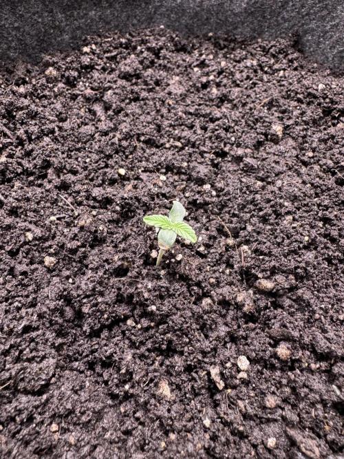 Sour Apple X Strawberry Gorilla Auto. Week 1