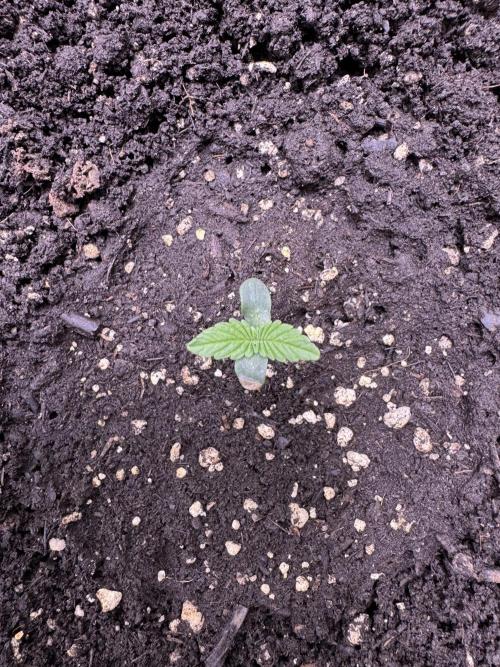 Sour Apple X Strawberry Gorilla Auto. Week 1