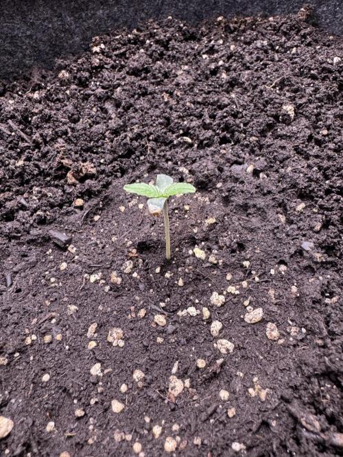 Sour Apple X Strawberry Gorilla Auto. Week 1