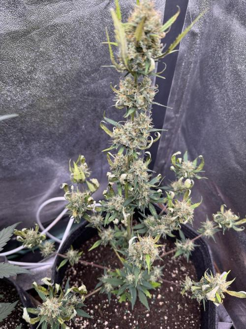 Zkittelz XL Auto - Ganja Farmer Seeds. Week 10