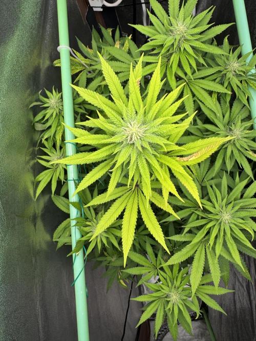 Big Demon by Divine Seeds. Week 14