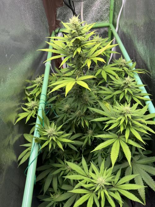 Big Demon by Divine Seeds. Week 14