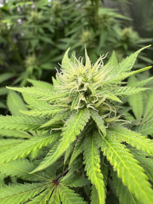 Big Demon by Divine Seeds. Week 14