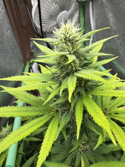 Big Demon by Divine Seeds. Week 14