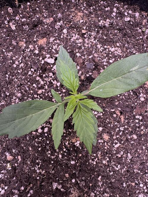 Apple Betty Auto from Herbies Seeds. Week 2