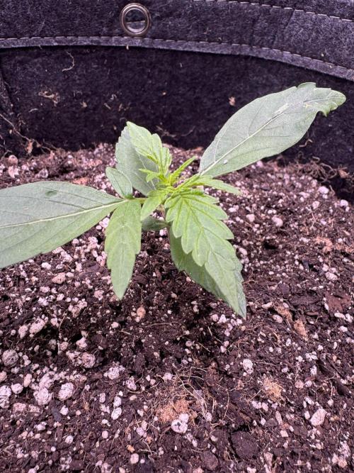 Apple Betty Auto from Herbies Seeds. Week 2