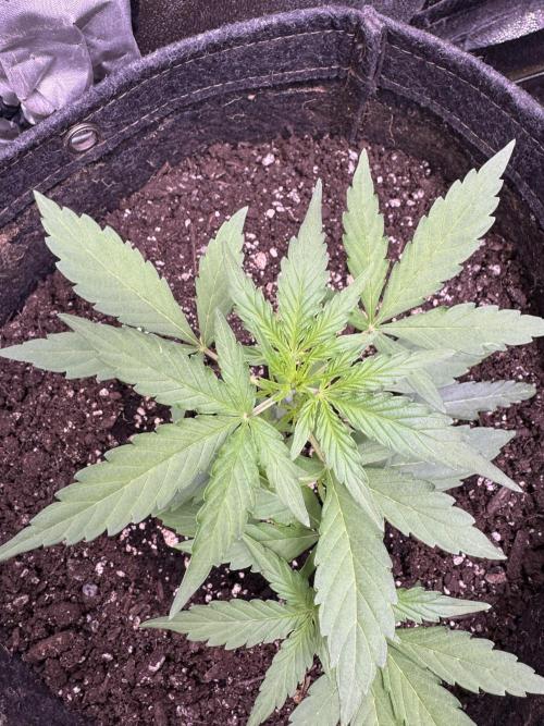 Wurlz F1 Autoflower - Zamnesia Seeds. Week 4