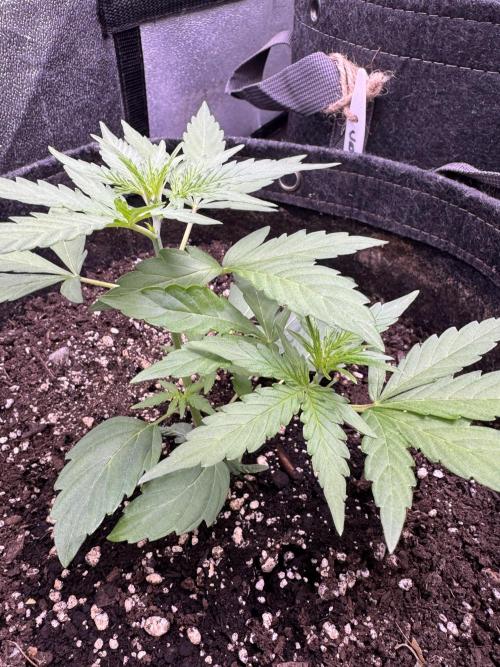 Wurlz F1 Autoflower - Zamnesia Seeds. Week 4