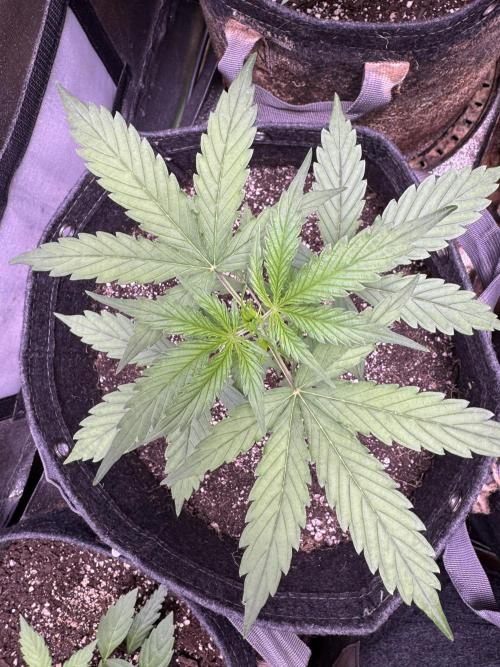 CBD Lemon Auto - Herbies Seeds. Week 4