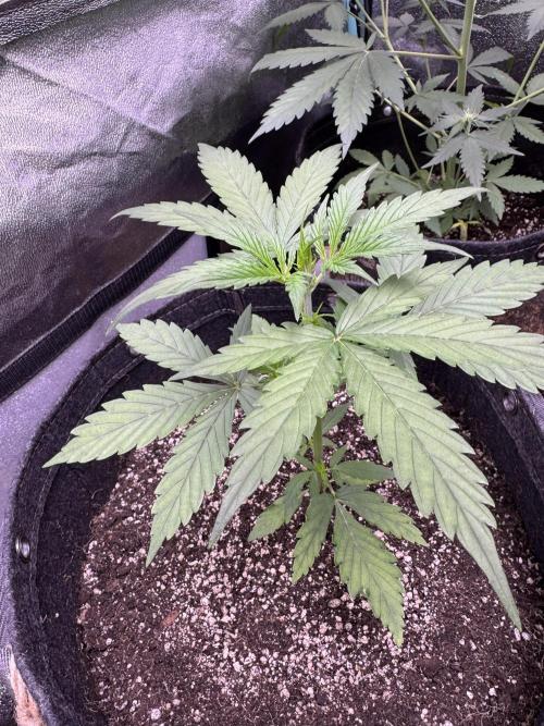 CBD Lemon Auto - Herbies Seeds. Week 4