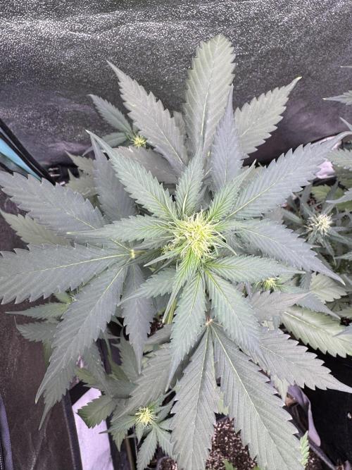 Caramel Auto - FastBuds. Week 6