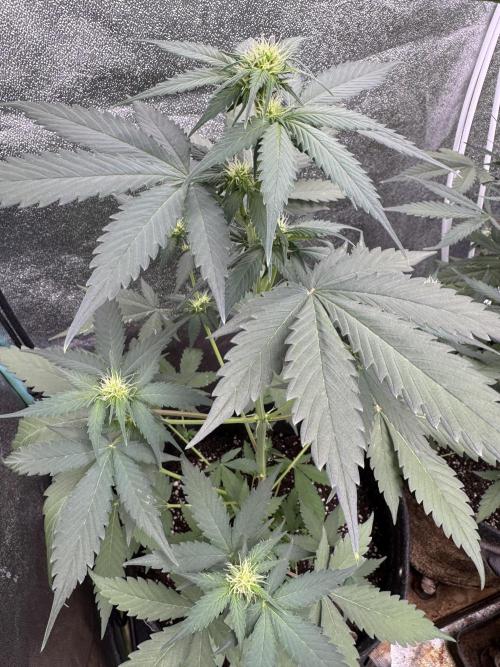 Caramel Auto - FastBuds. Week 6