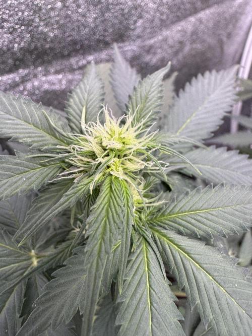 Caramel Auto - FastBuds. Week 6