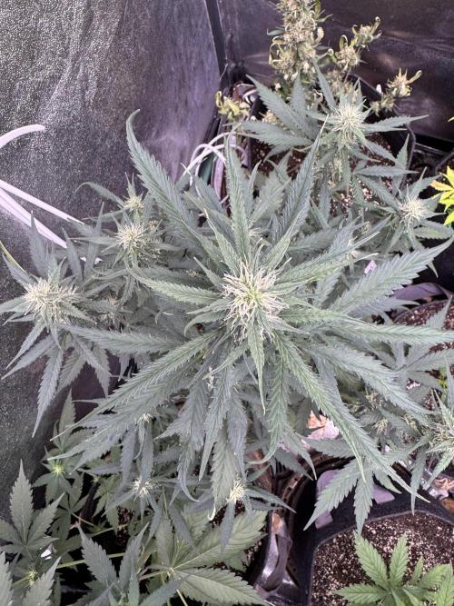 AUTO WHITE WIDOW - Divine Seeds. Week 8