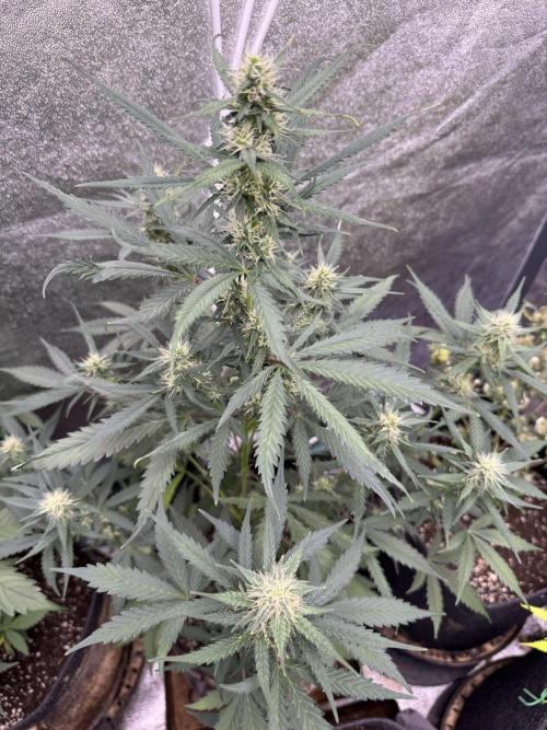 AUTO WHITE WIDOW - Divine Seeds. Week 8