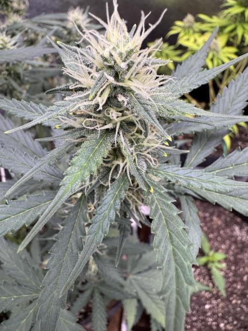 AUTO WHITE WIDOW - Divine Seeds. Week 8