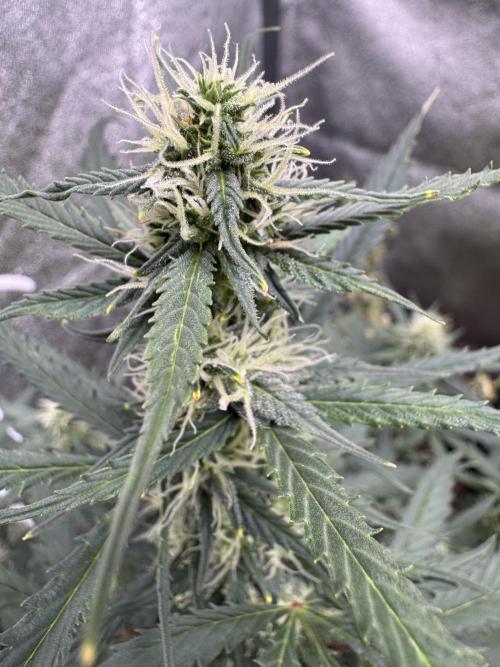 AUTO WHITE WIDOW - Divine Seeds. Week 8