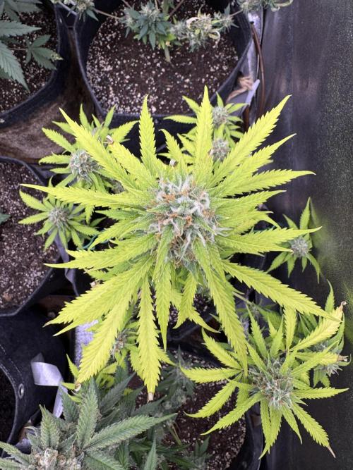 Elephant Berry Auto. Week 10