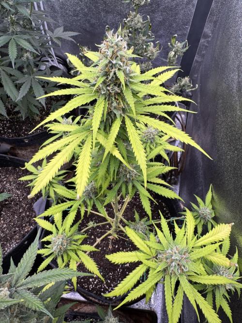 Elephant Berry Auto. Week 10