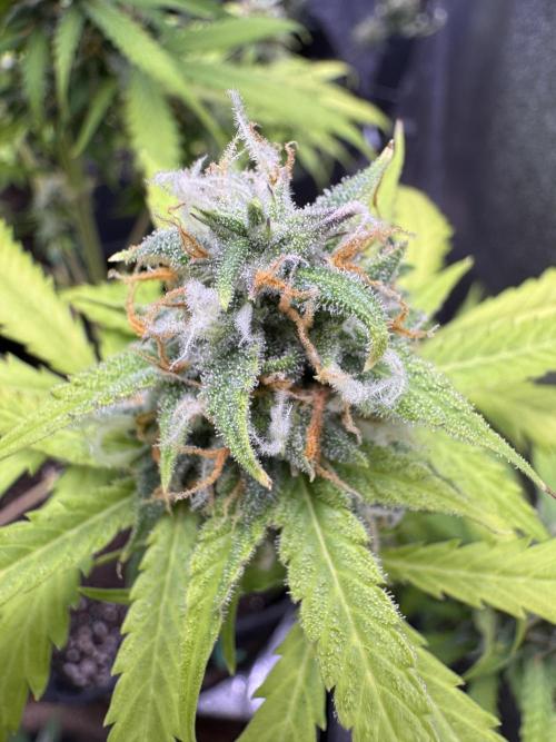 Elephant Berry Auto. Week 10