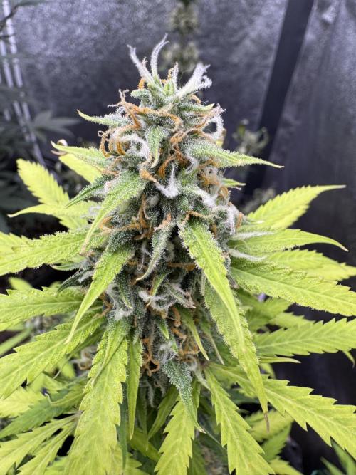 Elephant Berry Auto. Week 10