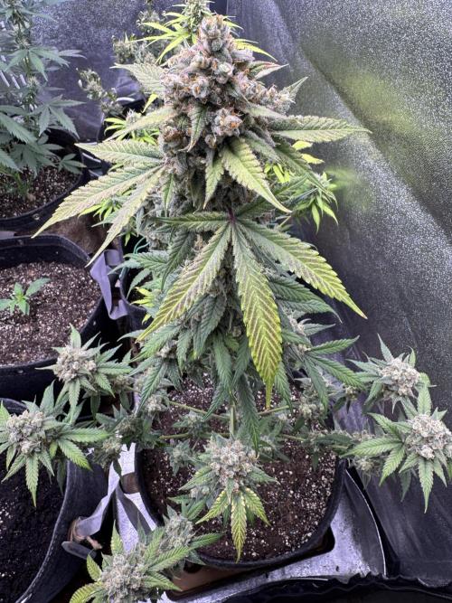 Auto Opium - Divine Seeds. Week 12