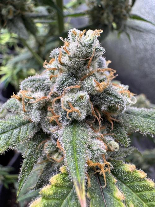 Auto Opium - Divine Seeds. Week 12