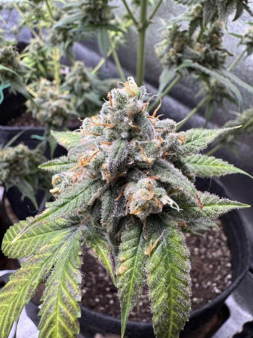 Auto Opium - Divine Seeds. Week 12