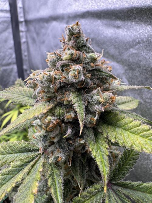 Auto Opium - Divine Seeds. Week 12