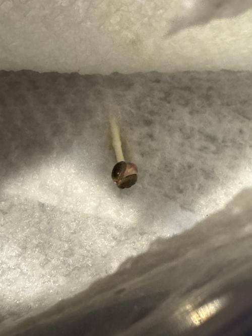 Purple Tangie Auto - Supernatural Seeds. Week 0