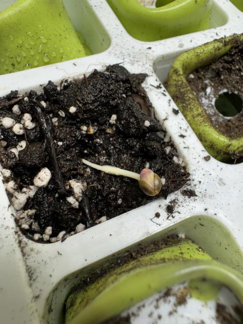 Purple Tangie Auto - Supernatural Seeds. Week 0