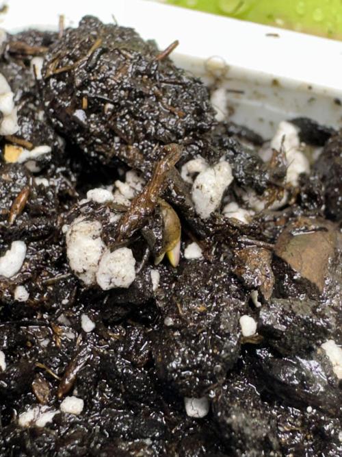 Purple Tangie Auto - Supernatural Seeds. Week 0