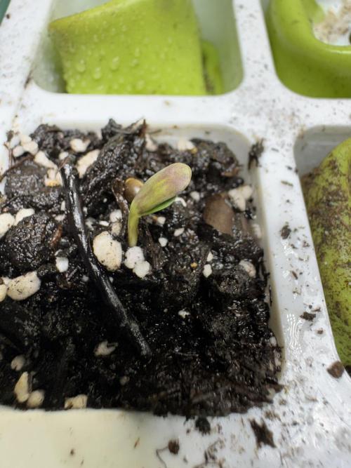 Purple Tangie Auto - Supernatural Seeds. Week 0