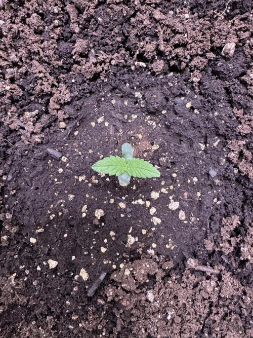 Sour Apple X Strawberry Gorilla Auto. Week 1