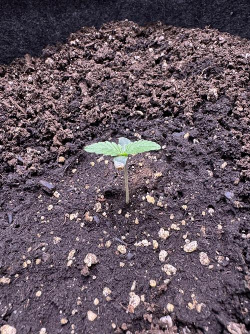 Sour Apple X Strawberry Gorilla Auto. Week 1