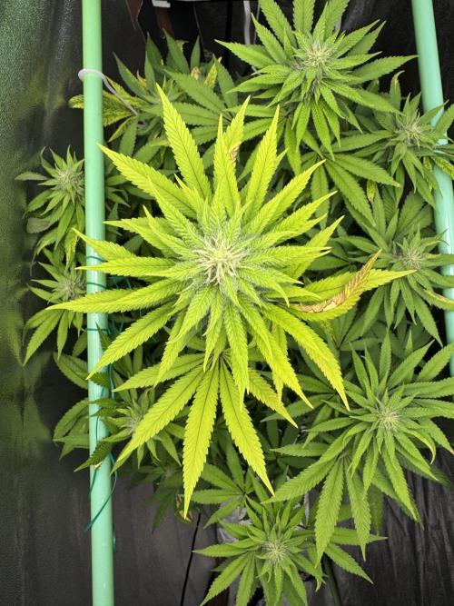 Big Demon by Divine Seeds. Week 14