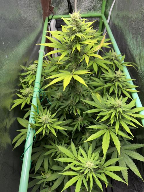 Big Demon by Divine Seeds. Week 14