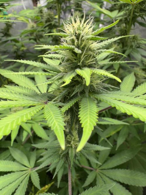 Big Demon by Divine Seeds. Week 14