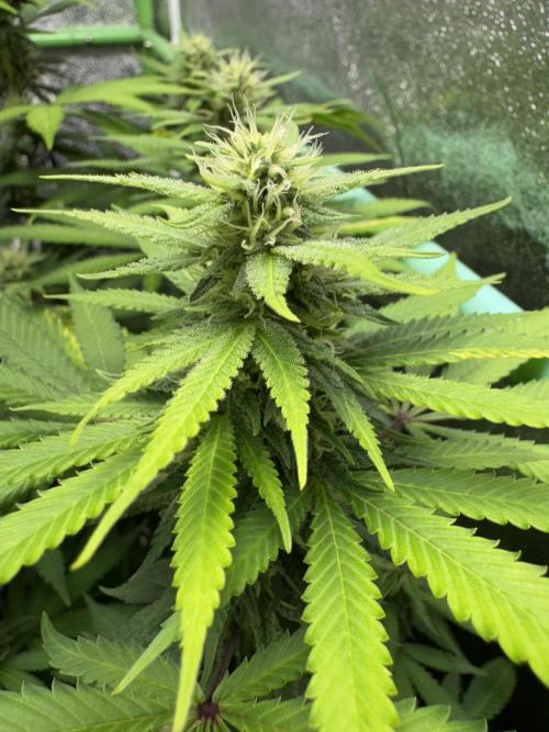 Big Demon by Divine Seeds. Week 14