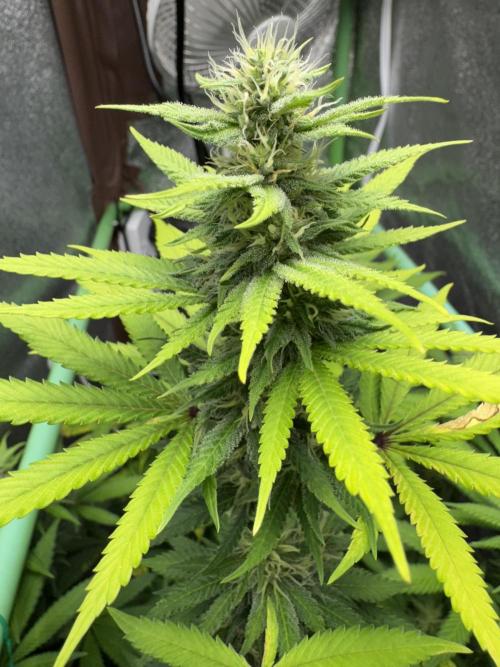 Big Demon by Divine Seeds. Week 14