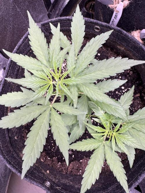 Wurlz F1 Autoflower - Zamnesia Seeds. Week 4