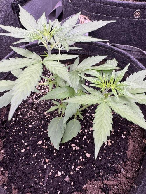 Wurlz F1 Autoflower - Zamnesia Seeds. Week 4