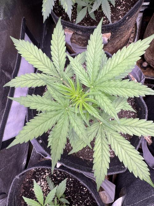 CBD Lemon Auto - Herbies Seeds. Week 4