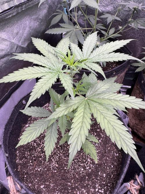 CBD Lemon Auto - Herbies Seeds. Week 4